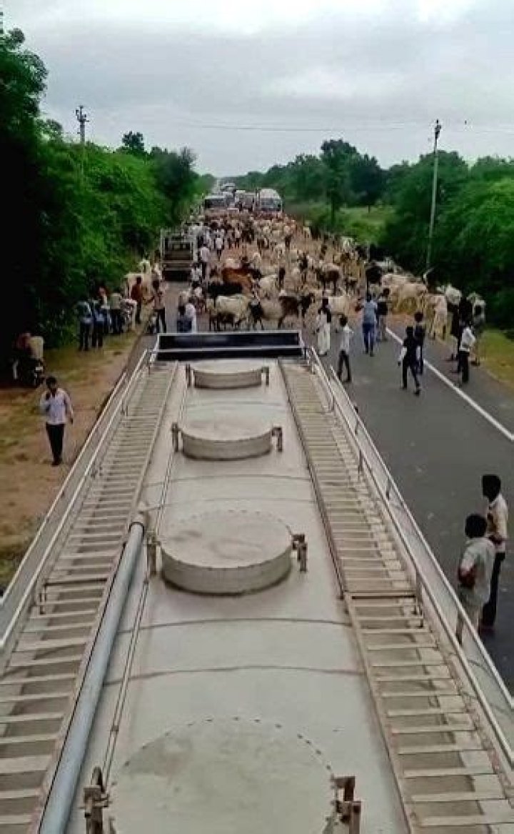 
Thousands of cows on Gujarat highways block traffic as govt fails to fund shelter homes 