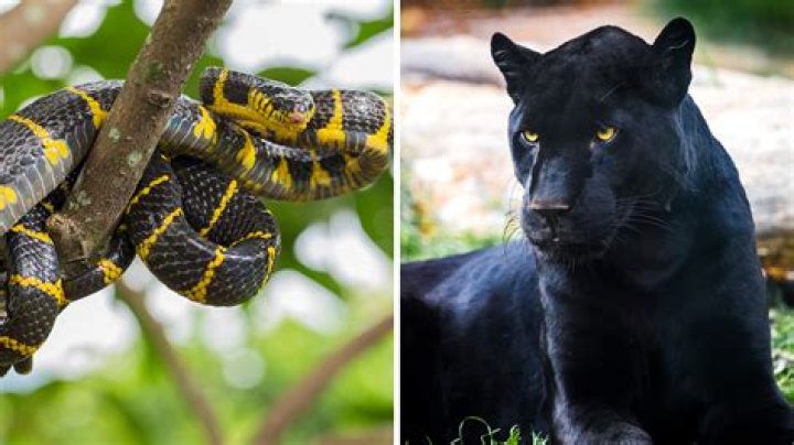 What is Serpens Catus? Amazon snake cat photo goes viral on social media