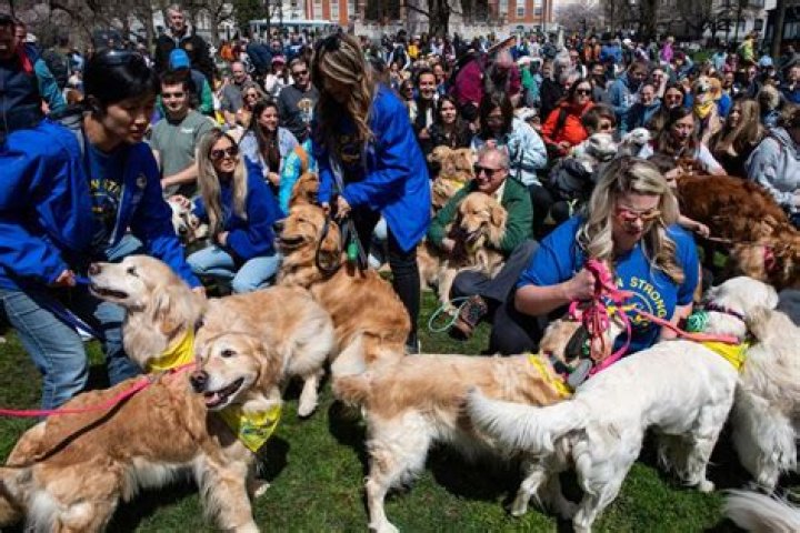 
Who were Spencer and Penny? Golden retrievers gather at Boston Marathon finish line to honor beloved dogs 